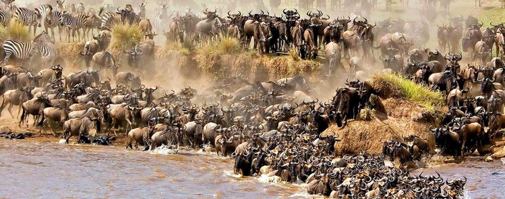 great-serengeti-wildebeest-migration-safari